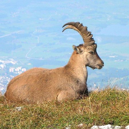 Fewo Berghex Pinswang Dış mekan fotoğraf